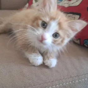 Котёнок мальчуган