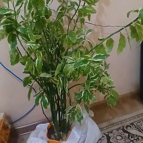 Güller ЦВЕТЫ