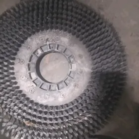 Şotga