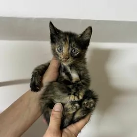 котенок