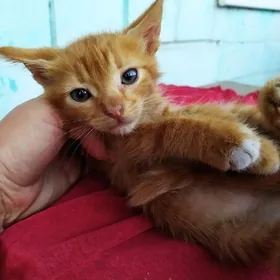котенок
