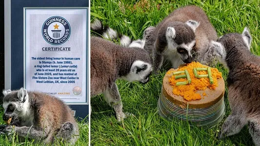 39 ýaşly lemur Ginnesiň rekordlar kitabyna girdi: ýabany tebigatda olar 20 ýyldan köp ýaşamaýar