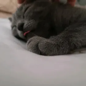 Кошка 🥰