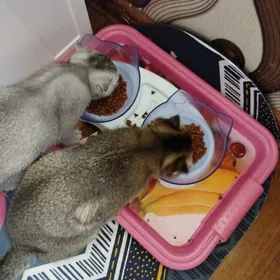 котята шотландские шиншиллы