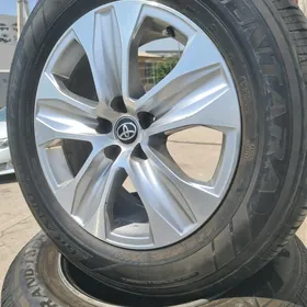 Haylandyra disga R18