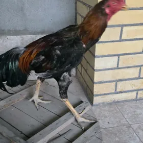 Baysow horaz