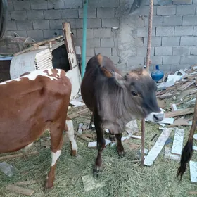 gowekli tuwe