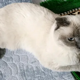 кот на случку Blu point