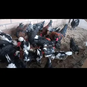 karlik