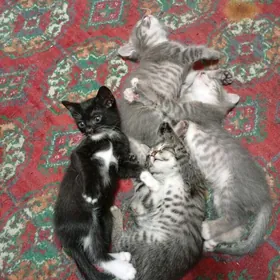 pişijikler