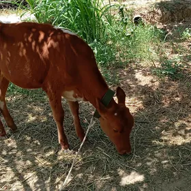 Göle