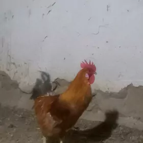horaz