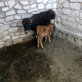 Tanaly sygyr