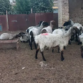 гоюн
