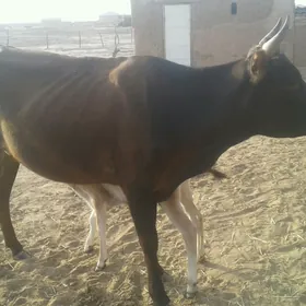 Sygyr