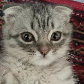 Продаётся вислоухий котенок