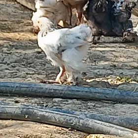 brama juyje