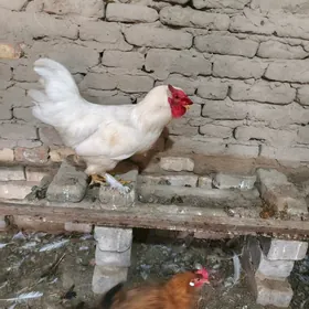 towuklar