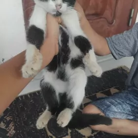 misga