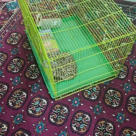 Клетка