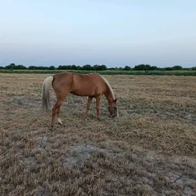 AT