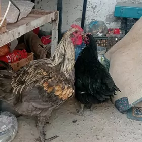 Towuk horaz