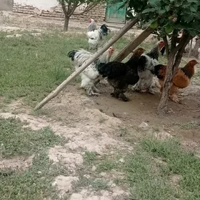 Brama towuk