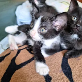 котики