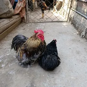 Кохинхин петух куры???