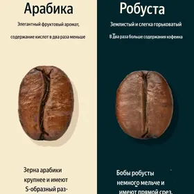 Barista Бариста is gozleyan