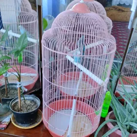 продам попугая.