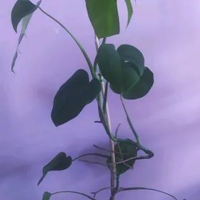 Monstera gùl