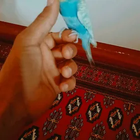 Popugaÿ