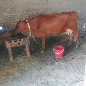 goleli sygyr