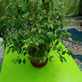 дерево