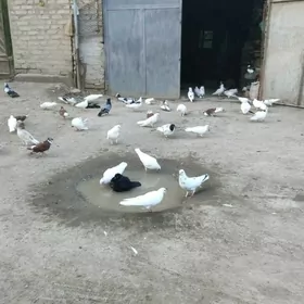 Kepteri