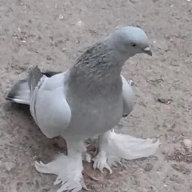 kepteri