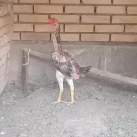 towk.
