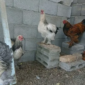 brama