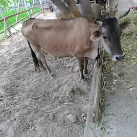 Sygyr
