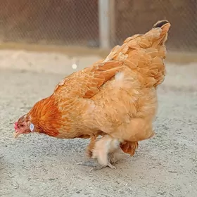 Brama towuk