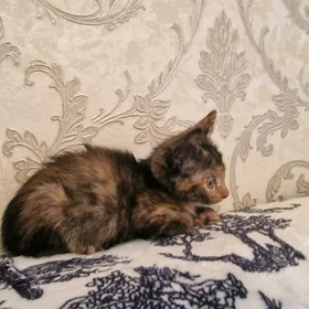 котёнку 1 месяц