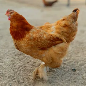 Brama tawuk
