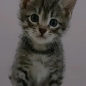 отдам котят