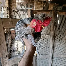 Галашенка