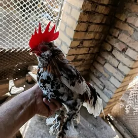 Японский карлик