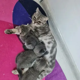 şatlanski pişijekler