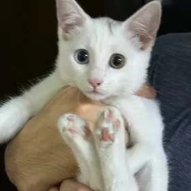 кошка