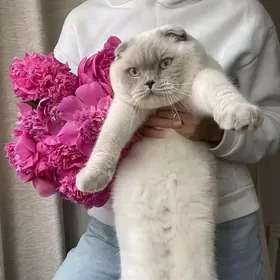 шотландский