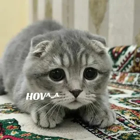 Французские вислоухие котята